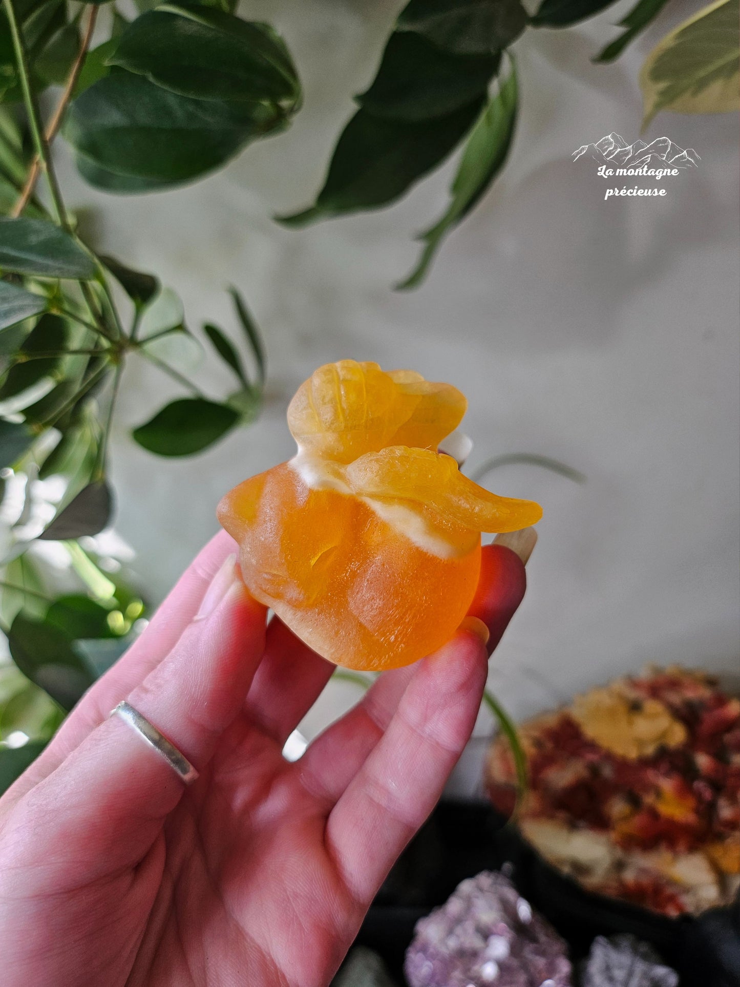 Chat ange en calcite orange