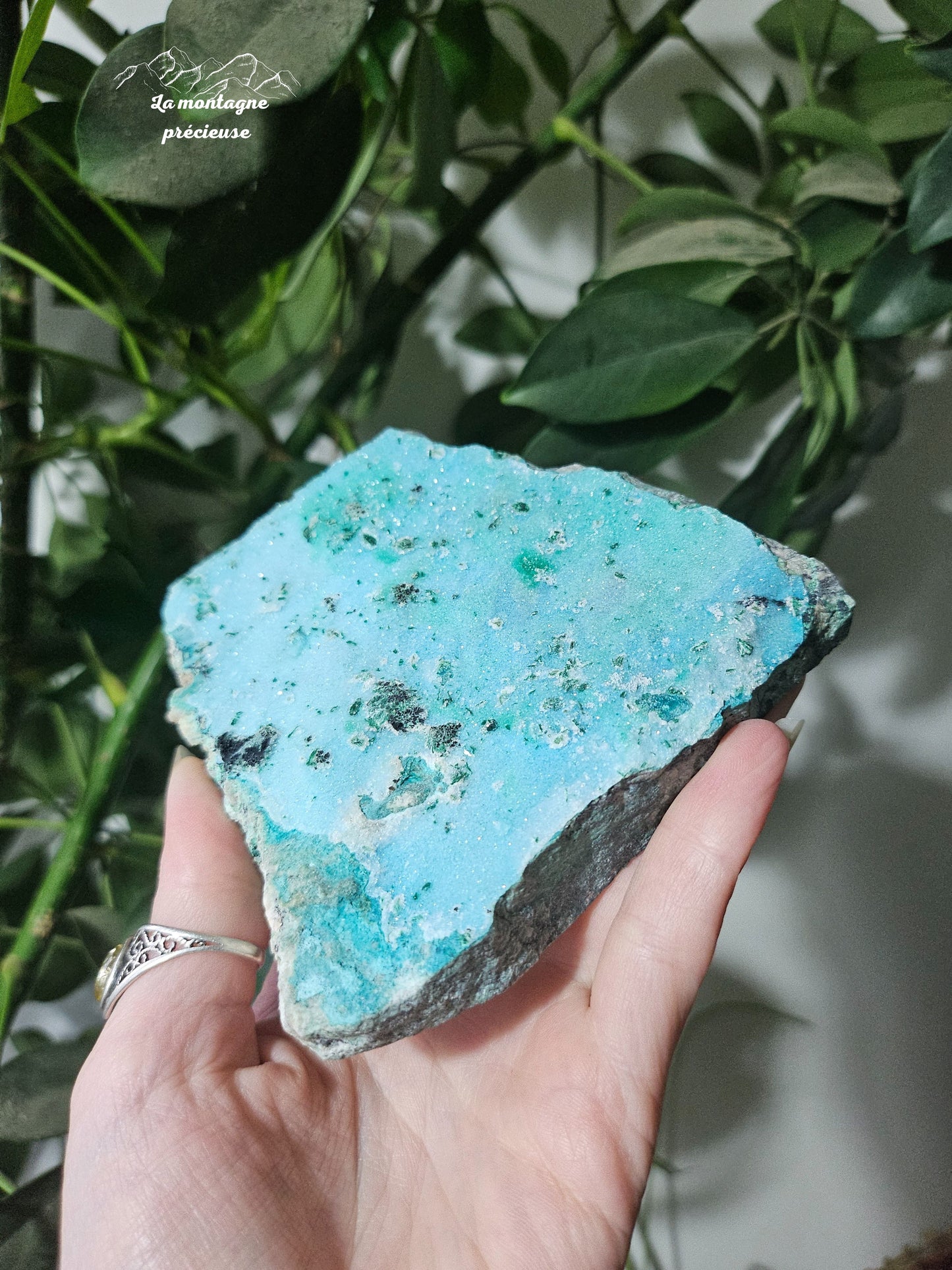 Chrysocolle brute