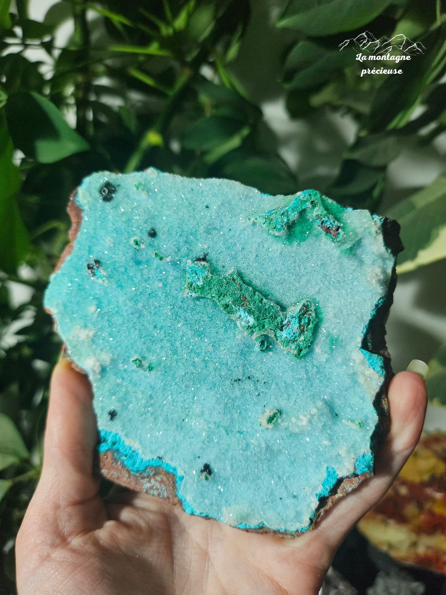 Chrysocolle brute