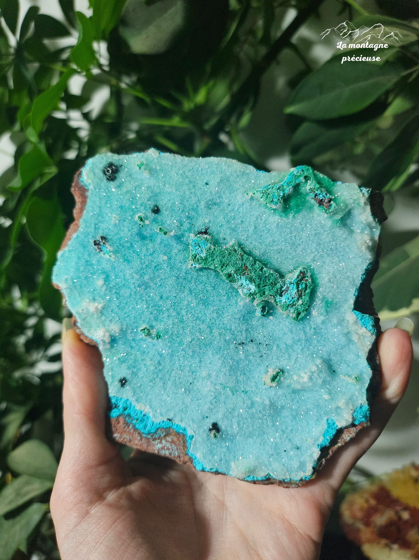 Chrysocolle brute