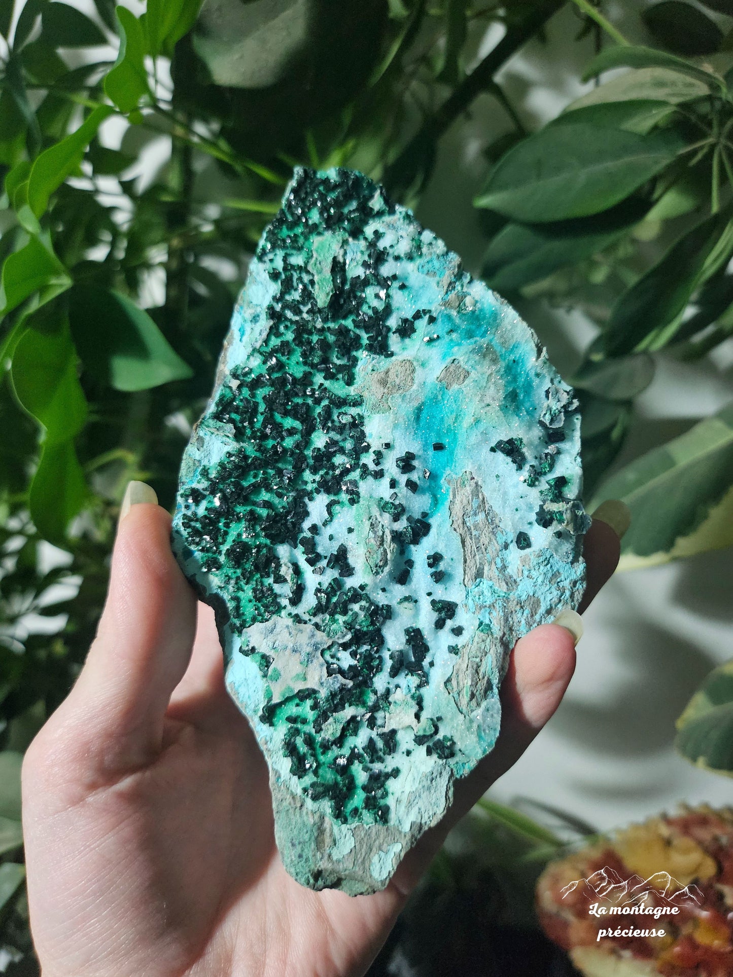 Chrysocolle brute