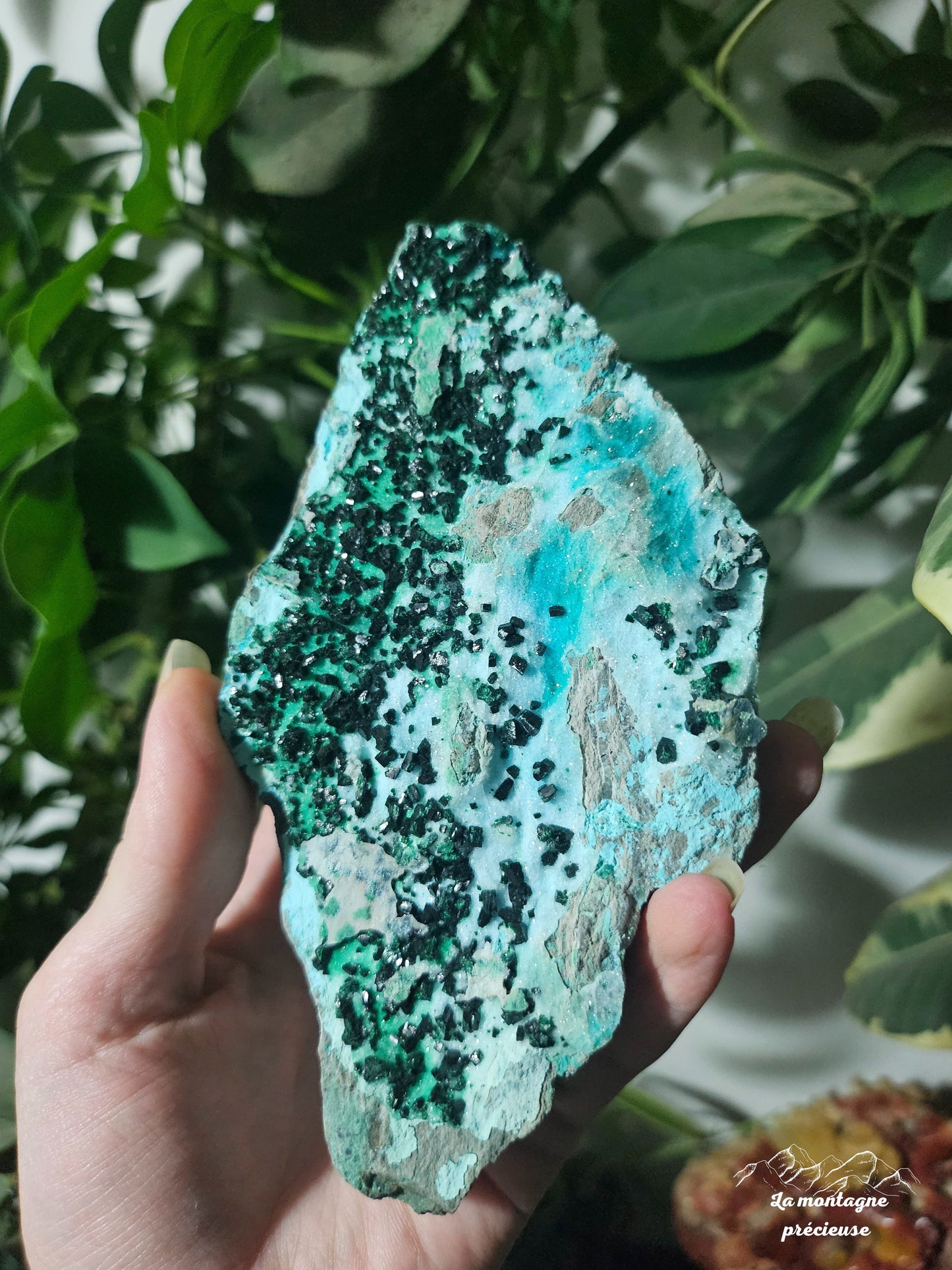 Chrysocolle brute