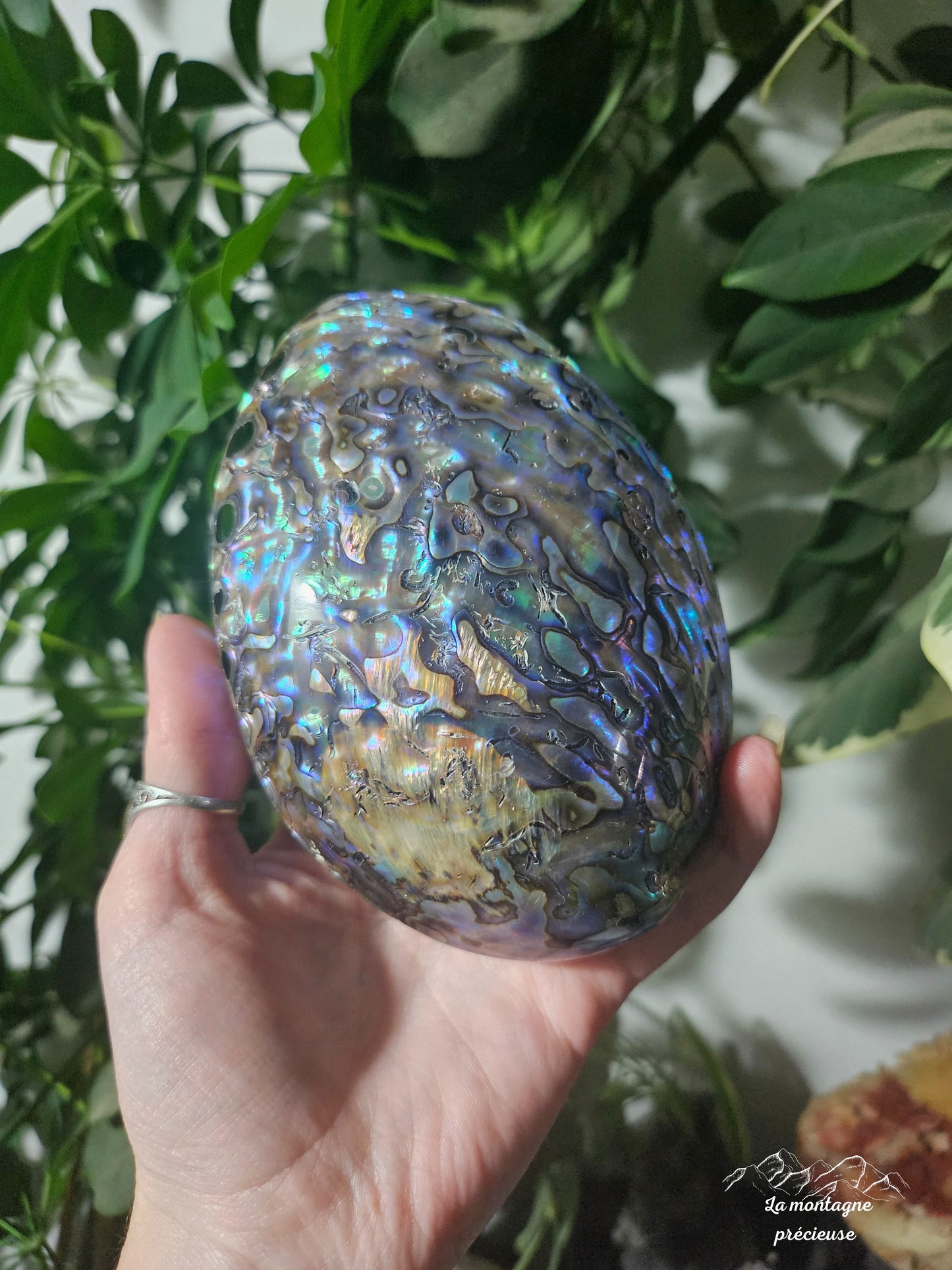 Coquillage abalone