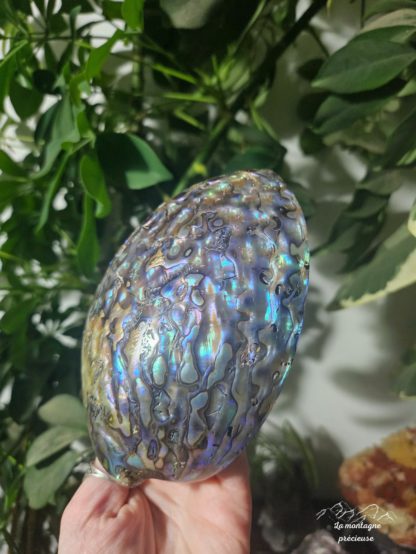 Coquillage abalone