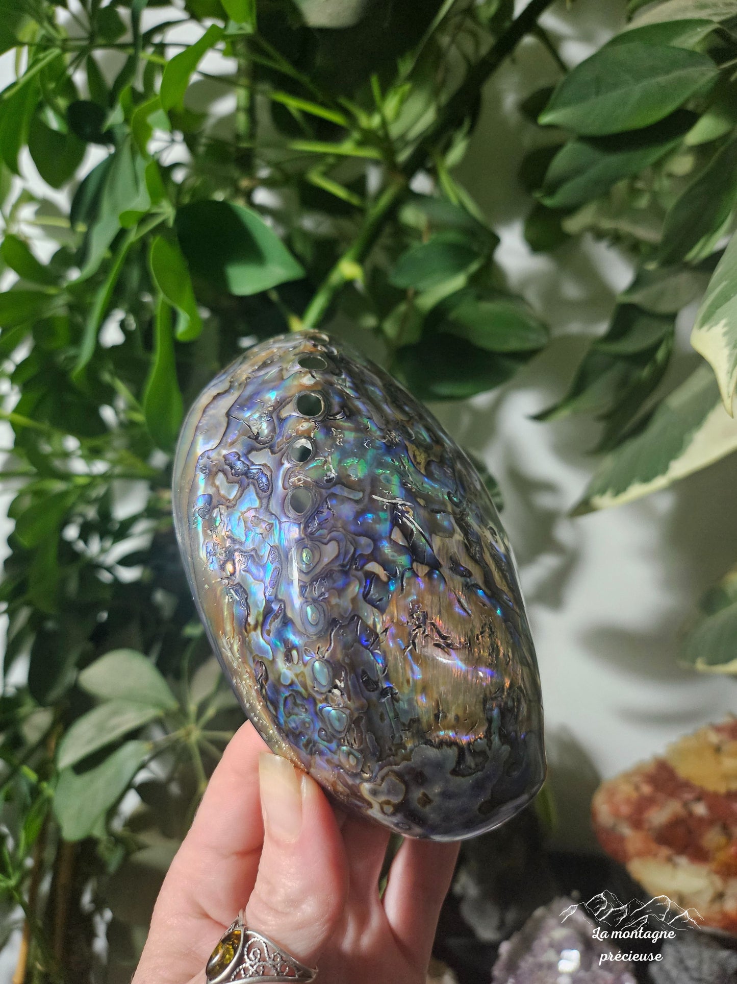 Coquillage abalone