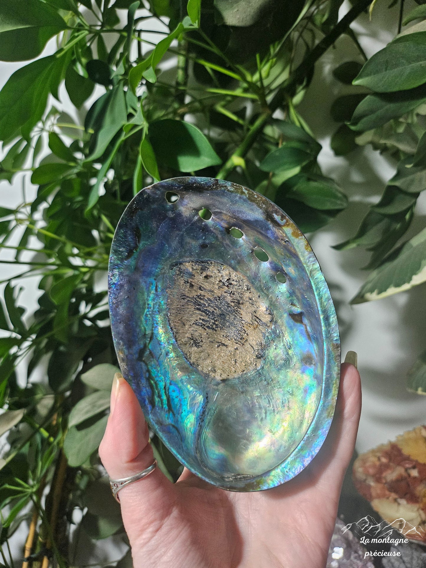 Coquillage abalone