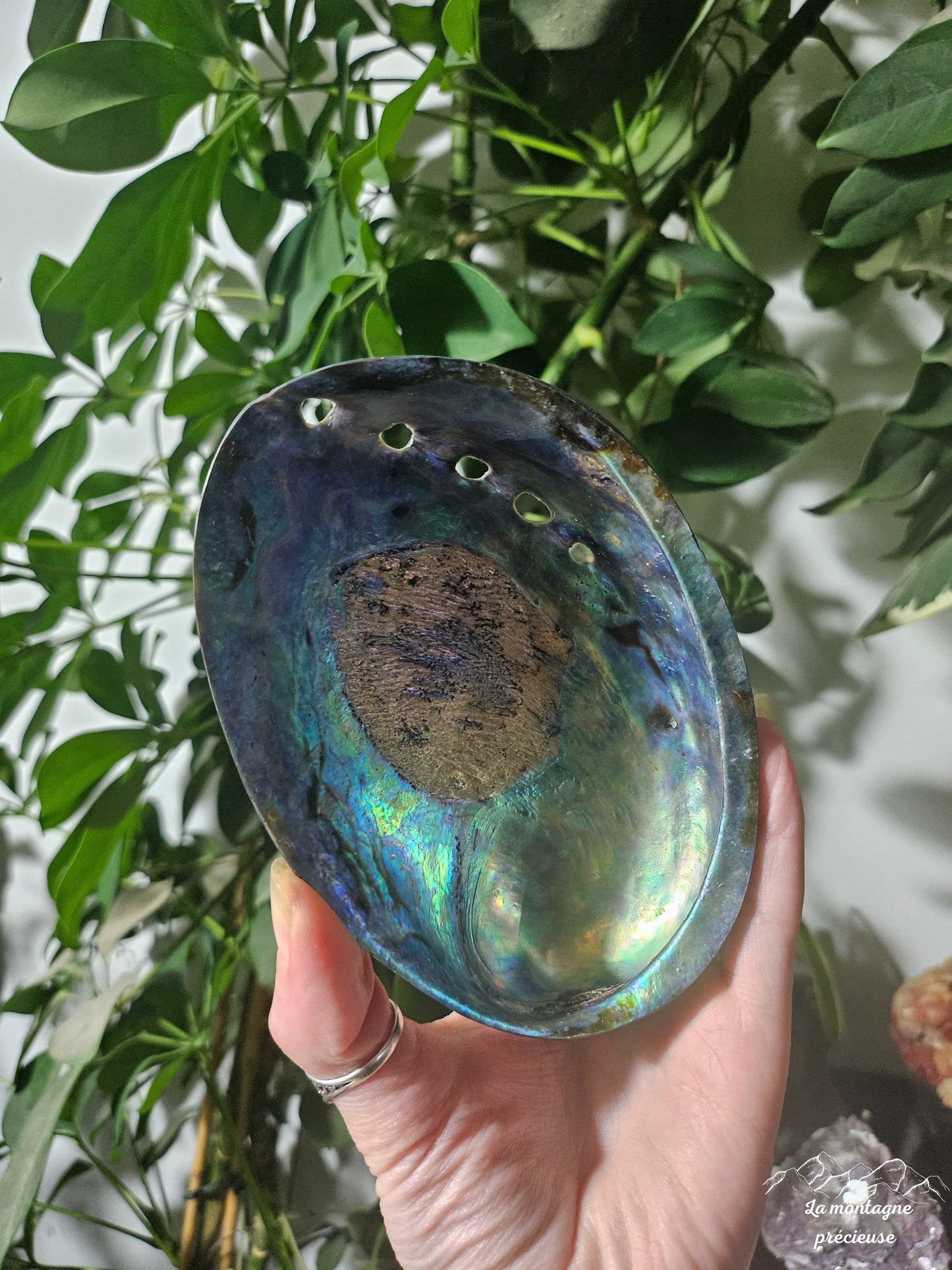 Coquillage abalone