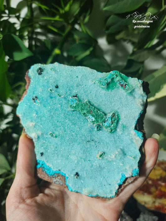Chrysocolle brute