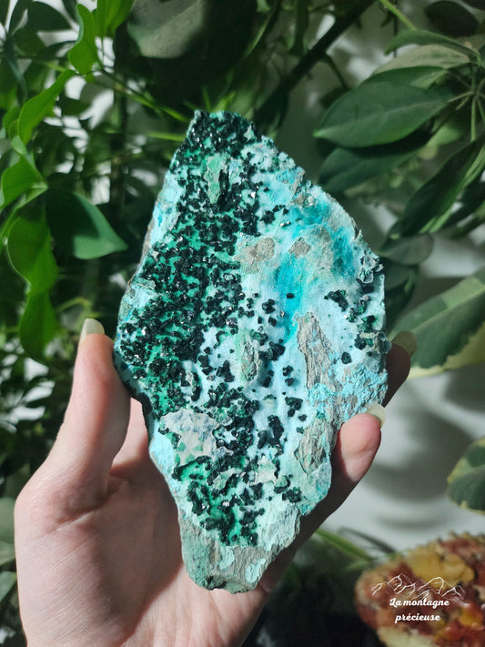 Chrysocolle brute