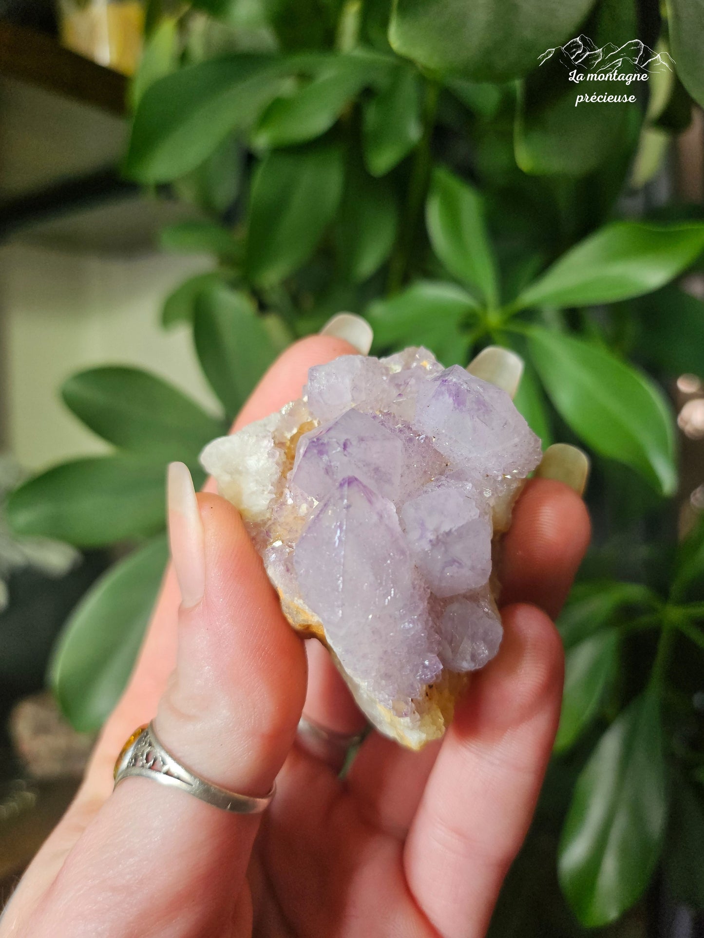 Spirit quartz ou Améthyste cactus