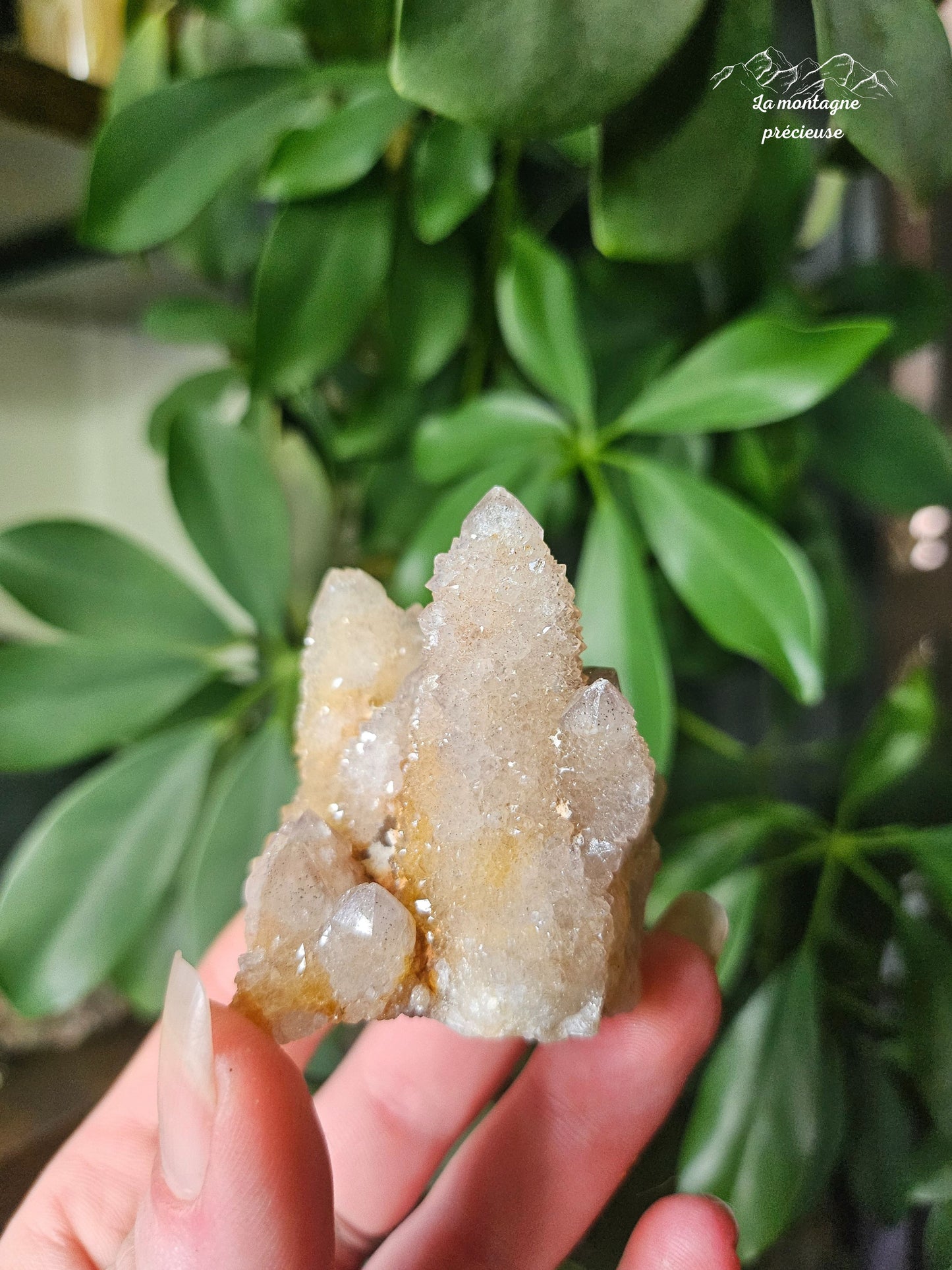 Spirit quartz ou Améthyste cactus