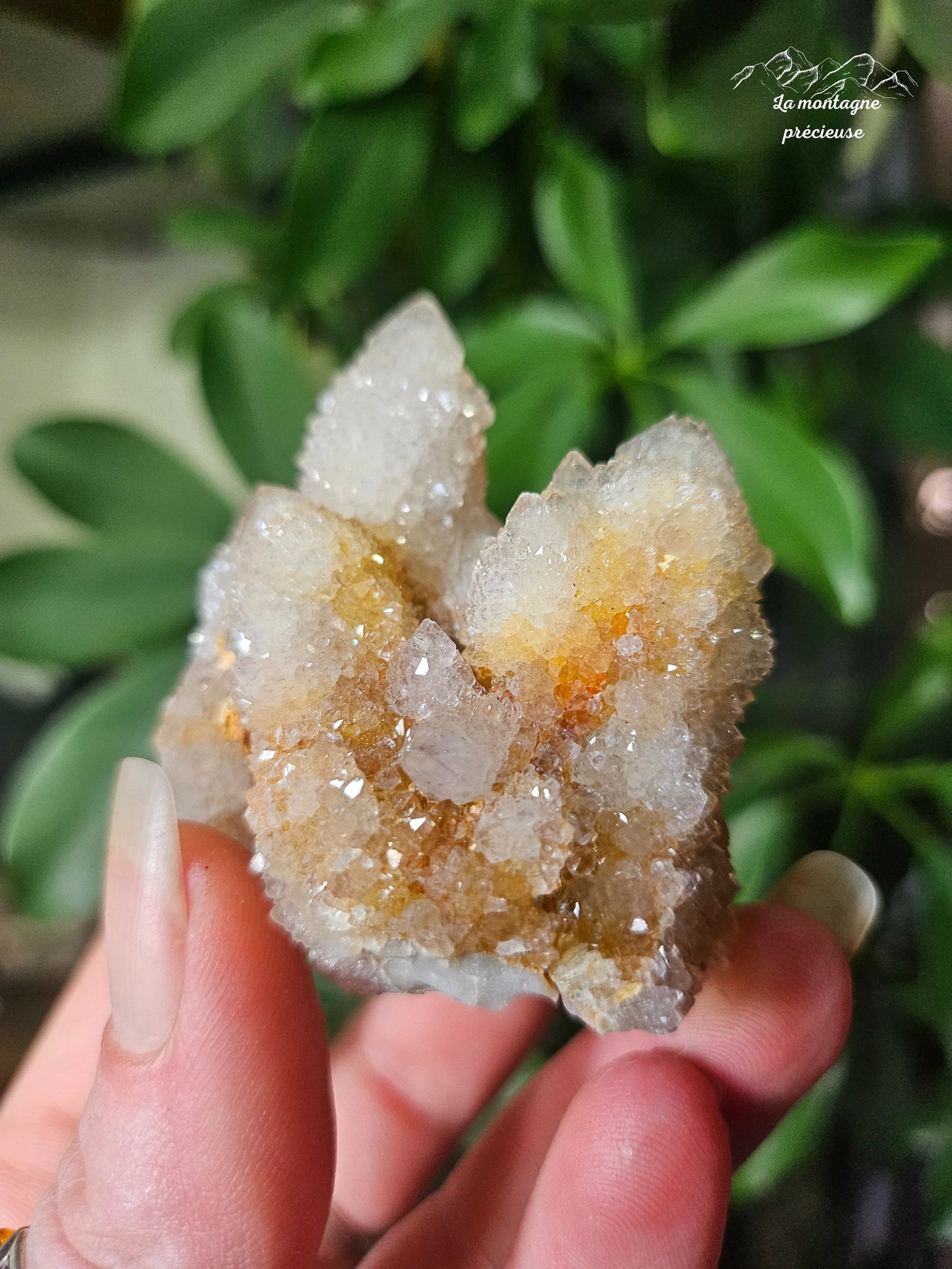 Spirit quartz ou Améthyste cactus