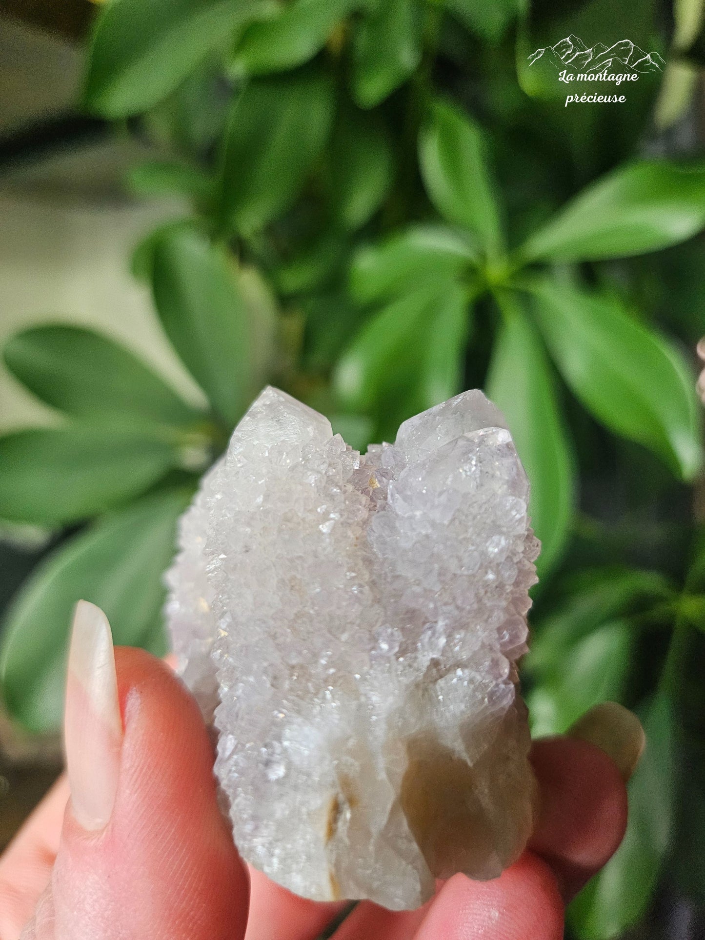 Spirit quartz ou Améthyste cactus