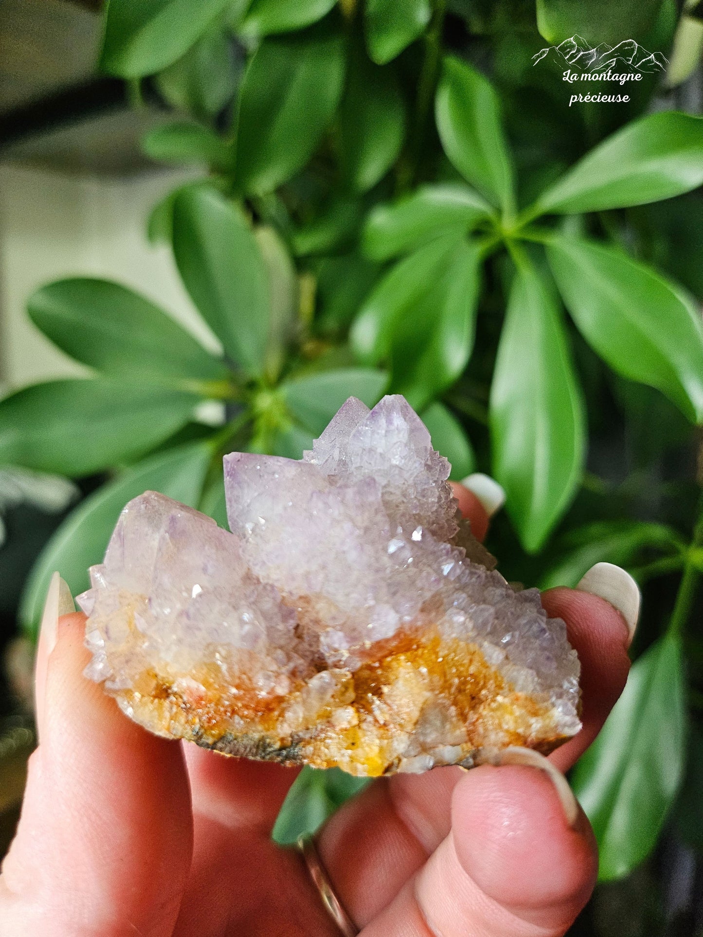 Spirit quartz ou Améthyste cactus
