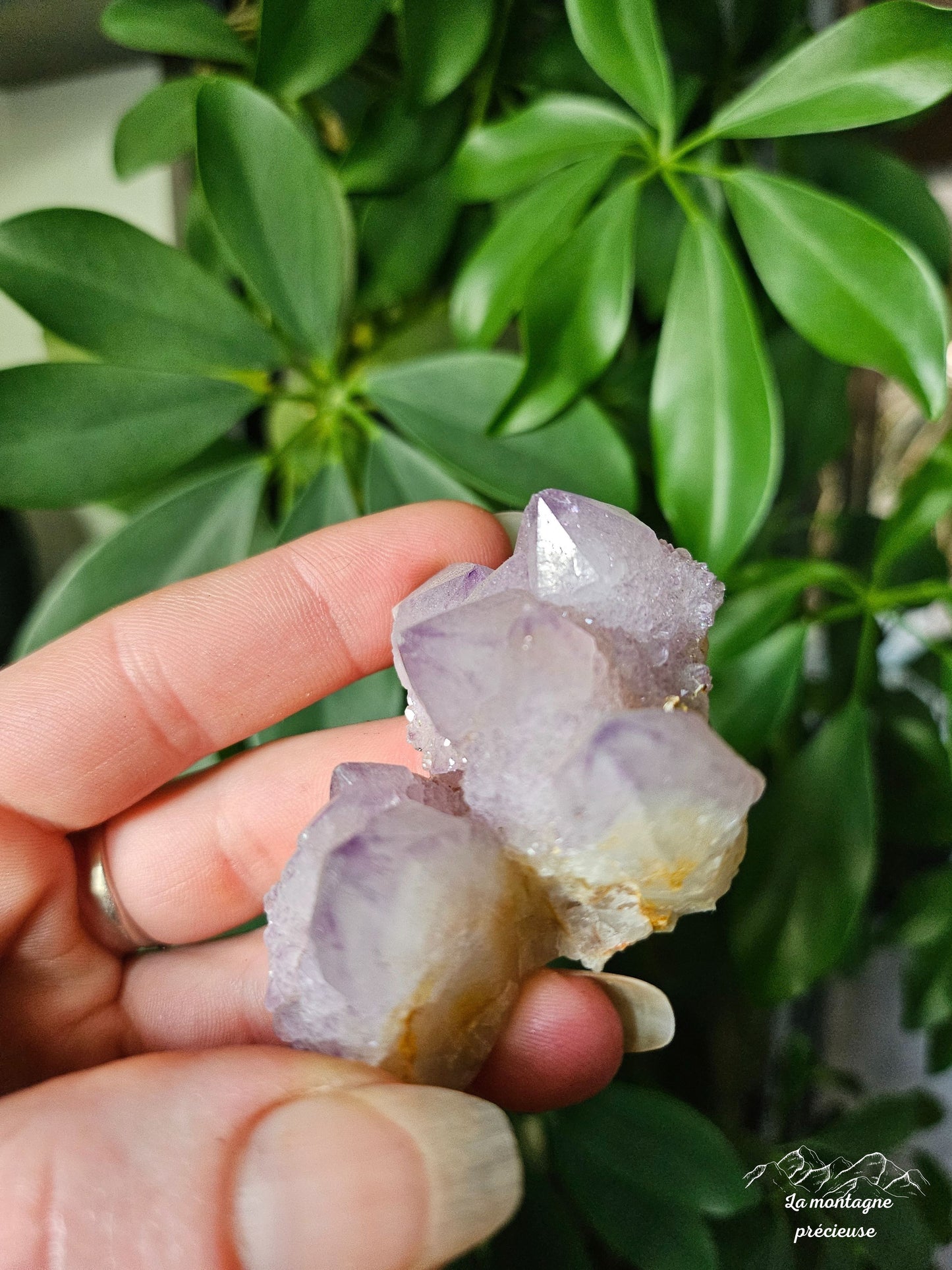 Spirit quartz ou Améthyste cactus